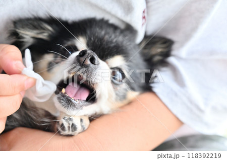 ウェットティッシュで愛犬の顔のお手入れをする女性 チワワ ウェットティッシュで愛犬の顔のお手入れをする女性 チワワ 118392219