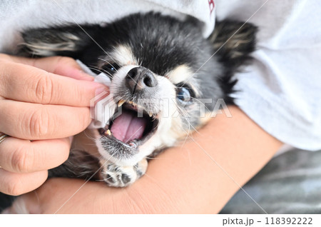 ウェットティッシュで愛犬の顔のお手入れをする女性 チワワ ウェットティッシュで愛犬の顔のお手入れをする女性 チワワ 118392222