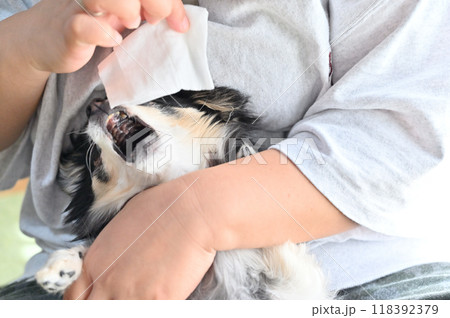 顔を拭こうとすると抵抗・威嚇するチワワ 顔を拭こうとすると抵抗・威嚇するチワワ 118392379