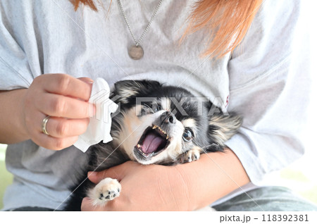 顔を拭こうとすると抵抗・威嚇するチワワ 118392381