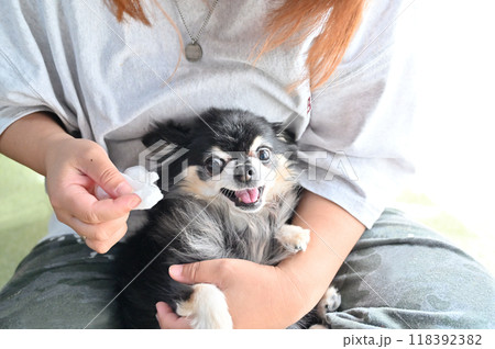 顔を拭こうとすると抵抗・威嚇するチワワ 顔を拭こうとすると抵抗・威嚇するチワワ 118392382