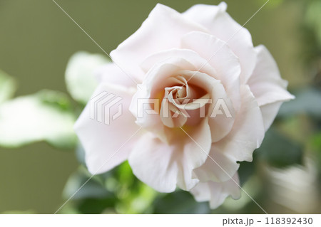 満開で咲くピンク色のバラの花  花名 オイスターパール 118392430
