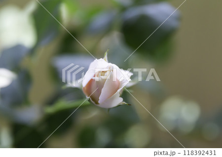 ピンク色のバラのつぼみ  花名 オイスターパール 118392431