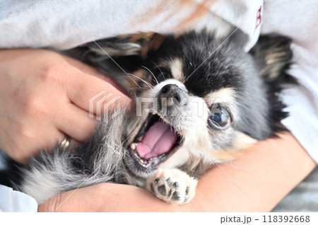 顔のお手入れ中に怒るチワワ 118392668