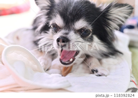 ハミガキガムで歯のケア　チワワ 118392824