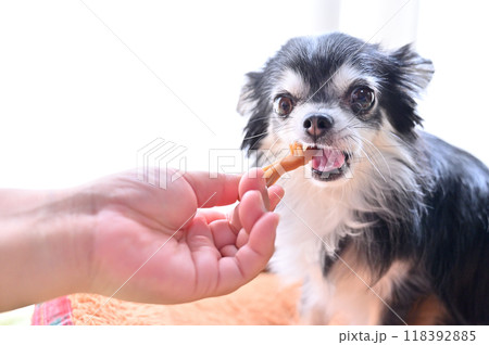 ハミガキガムで歯のケア　チワワ 118392885