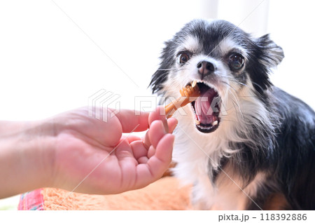 ハミガキガムで歯のケア チワワ ハミガキガムで歯のケア チワワ 118392886