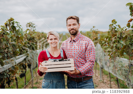 Portrait of vineyard owners with wooden crate full of grapes. Manual grape harvesting in family-run vineyard. Portrait of vineyard owners with wooden crate full of grapes. Manual grape harvesting in family-run vineyard. 118392988