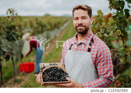 Portrait of vineyard owner with basket full of grapes. Manual grape harvesting in family-run vineyard. Portrait of vineyard owner with basket full of grapes. Manual grape harvesting in family-run vineyard. 118392989