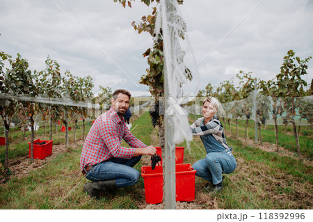 Married couple, owners of vineyard hand-picking grapes from grapevine. Manual grape harvesting in family-run vineyard. Married couple, owners of vineyard hand-picking grapes from grapevine. Manual grape harvesting in family-run vineyard. 118392996