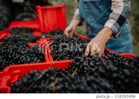 Female vineyard worker with harvest bins full of grapes. Manual grape harvesting in family-run vineyard. 118393006