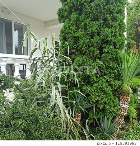 Balcony with white columns and southern plants. Palm and juniper. House by the sea. 118393965