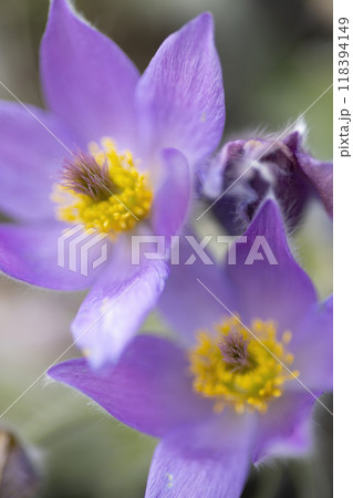 Pasque flower, National park Podyji, Southern Moravia, Czech Republic 118394149