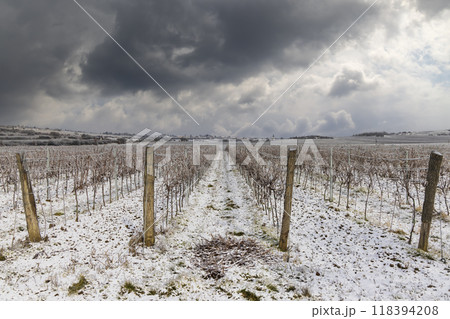 Winter vineyard near Hnanice, Znojmo region, Southern Moravia, Czech Republic 118394208