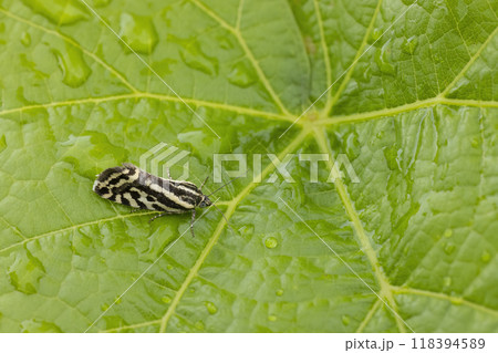 grape phylloxera on the leaf grape phylloxera on the leaf 118394589