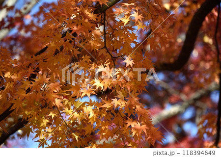 河口湖もみじ回廊 太陽に照らされて 河口湖もみじ回廊 太陽に照らされて 118394649