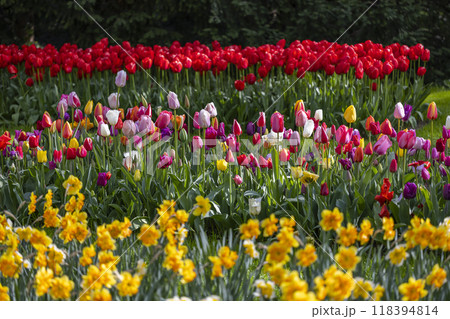 Keukenhof flower garden - largest tulip park in world, Lisse, Netherlands Keukenhof flower garden - largest tulip park in world, Lisse, Netherlands 118394814