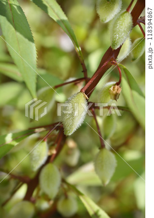 Garden balsam 118394867
