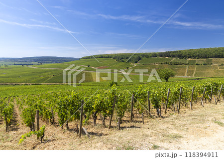 Typical vineyards near Aloxe-Corton, Cote de Nuits, Burgundy, France 118394911