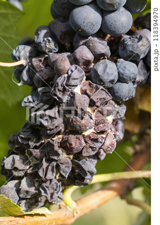 Blue grapes infested with gray mold 118394970