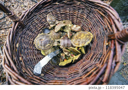 Traditional mushroom picking in forests of Czech Republic Traditional mushroom picking in forests of Czech Republic 118395047