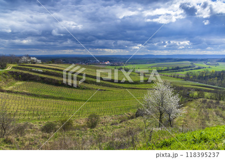 Vineyards near Mailberg, Lower Austria, Austria Vineyards near Mailberg, Lower Austria, Austria 118395237