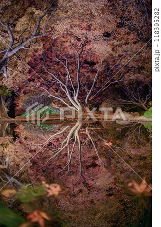 紅葉の庭園 三十路苑 長崎県雲仙市 紅葉の庭園 三十路苑 長崎県雲仙市 118395282
