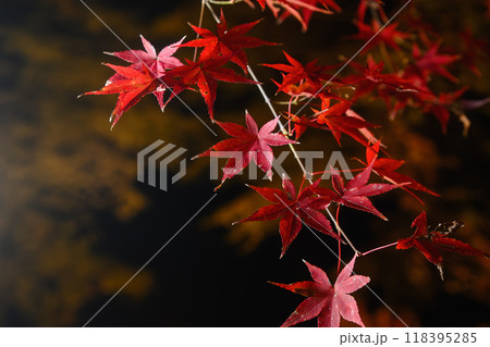 紅葉の庭園　三十路苑　長崎県雲仙市 118395285