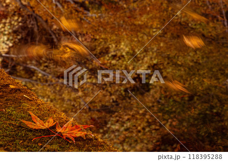 紅葉の庭園 三十路苑 長崎県雲仙市 紅葉の庭園 三十路苑 長崎県雲仙市 118395288