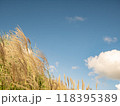 爽やかな青空と風に揺れるすすき 118395389