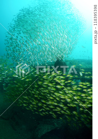 タイ・シミラン・沈潜とヨスジフエダイの群れ.3 タイ・シミラン・沈潜とヨスジフエダイの群れ.3 118395398