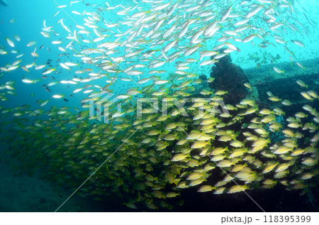 タイ・シミラン・沈潜とヨスジフエダイの群れ.4 タイ・シミラン・沈潜とヨスジフエダイの群れ.4 118395399