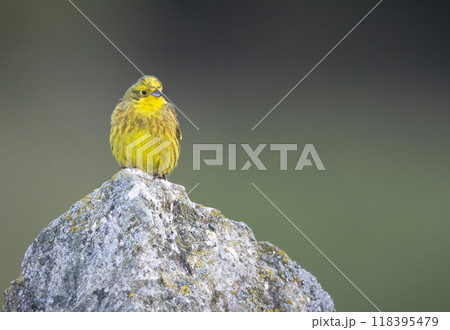 Yellowhammer (Emberiza citrinella) in Low Tatras National Park, Slovakia Yellowhammer (Emberiza citrinella) in Low Tatras National Park, Slovakia 118395479