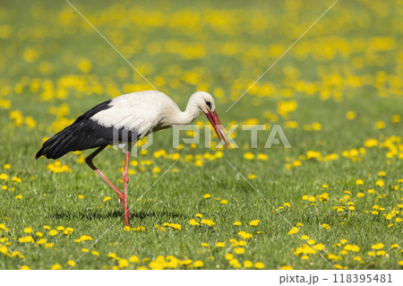 White stork (ciconia ciconia), National park Polana, Slovakia White stork (ciconia ciconia), National park Polana, Slovakia 118395481