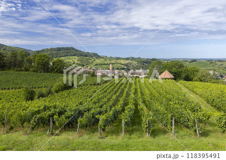 Vineyards with Arbois town, Department Jura, Franche-Comte, France 118395491