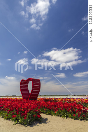 Field of tulips with red heart near Keukenhof, The Netherlands Field of tulips with red heart near Keukenhof, The Netherlands 118395555
