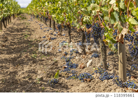 Reduction of ripening grapes to produce highest quality wines in Bordeaux, France Reduction of ripening grapes to produce highest quality wines in Bordeaux, France 118395661