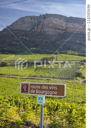 Wine road near Solutre, Burgundy, France 118395696