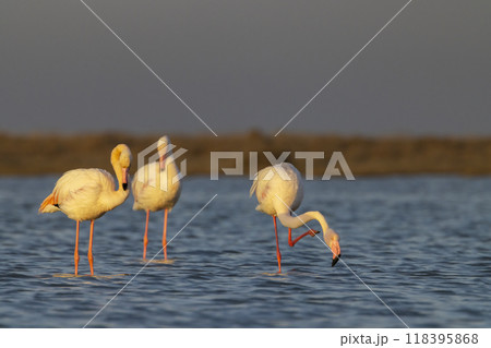 Flamingo in Parc Naturel regional de Camargue, Provence, France 118395868