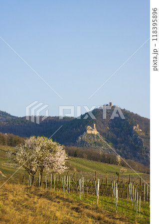 Chateau de Saint-Ulrich ruins, Chateau du Girsberg ruins and Chateau du Haut-Ribeaupierre near Ribeauville, Alsace, France 118395896