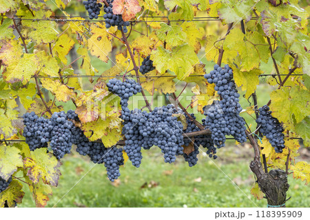 Blue grapes Cabernet Moravia in autumn vineyard, Southern Moravia, Czech Republic 118395909