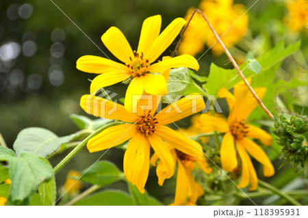キクイモの花 キクイモの花 118395931