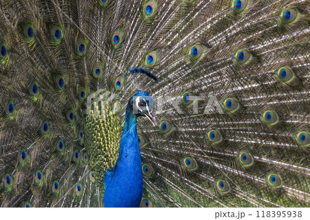 Closeup Image of a peacock dancing with its open feathers Closeup Image of a peacock dancing with its open feathers 118395938