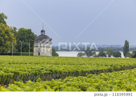 Typical vineyards near Chateau Latour, Bordeaux, Aquitaine, France 118395991