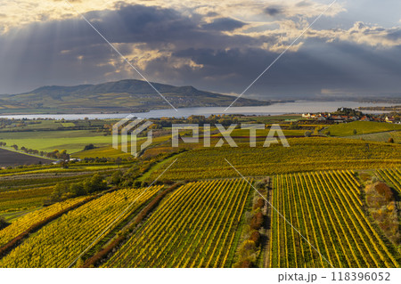Vineyards under Palava, Southern Moravia, Czech Republic 118396052
