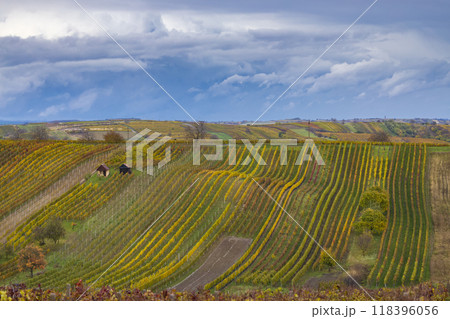 Autumn vineyard near Cejkovice, Southern Moravia, Czech Republic 118396056