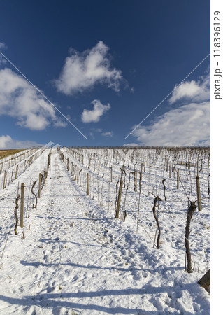 Landscape with vineyards, Slovacko, Southern Moravia, Czech Republic 118396129