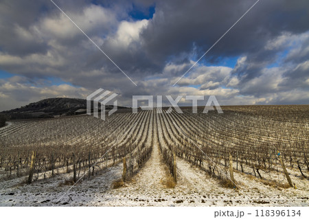 Winter vineyard near Mikulov, Palava region, Southern Moravia, Czech Republic 118396134