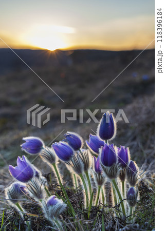 Pasque flower, National park Podyji, Southern Moravia, Czech Republic Pasque flower, National park Podyji, Southern Moravia, Czech Republic 118396184