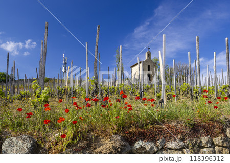 Grand cru vineyard and Chapel of Saint Christopher, Tain l'Hermitage, Rhone-Alpes, France 118396312